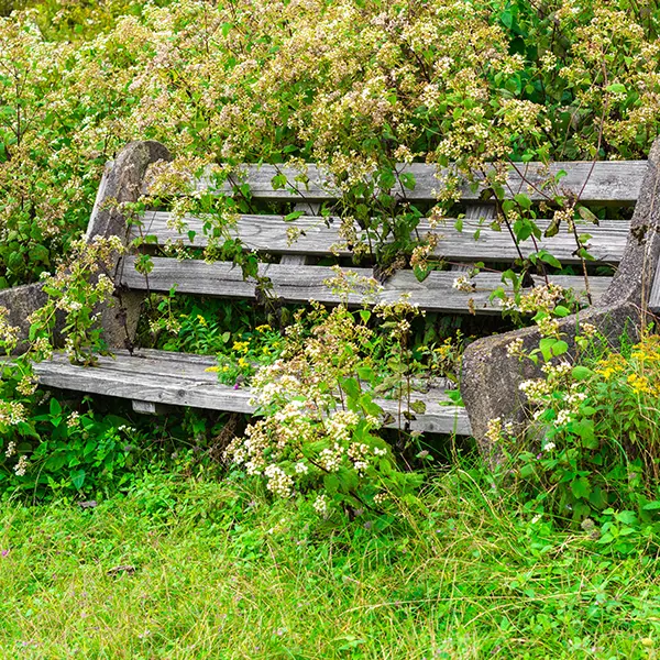 Overgrown Shrubs