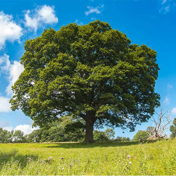 Which Trees Are Most Suitable?