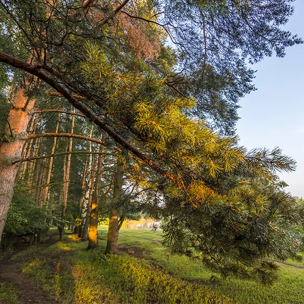 Which Trees Are Most Suitable?