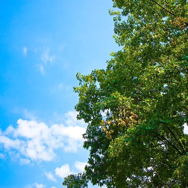 Which Trees Are Most Suitable?