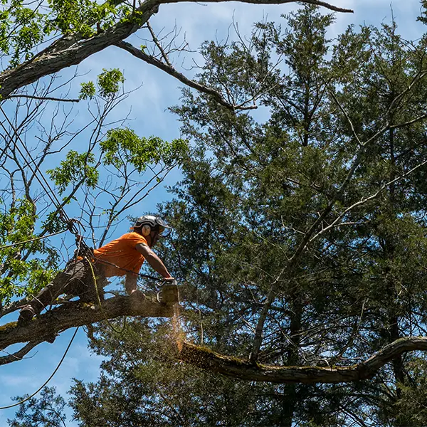 The Safety Case For Dead Wooding