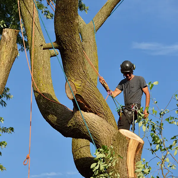 Professional Tree Felling Services