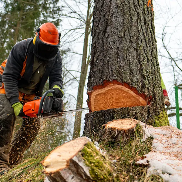 Reasons For Tree Felling