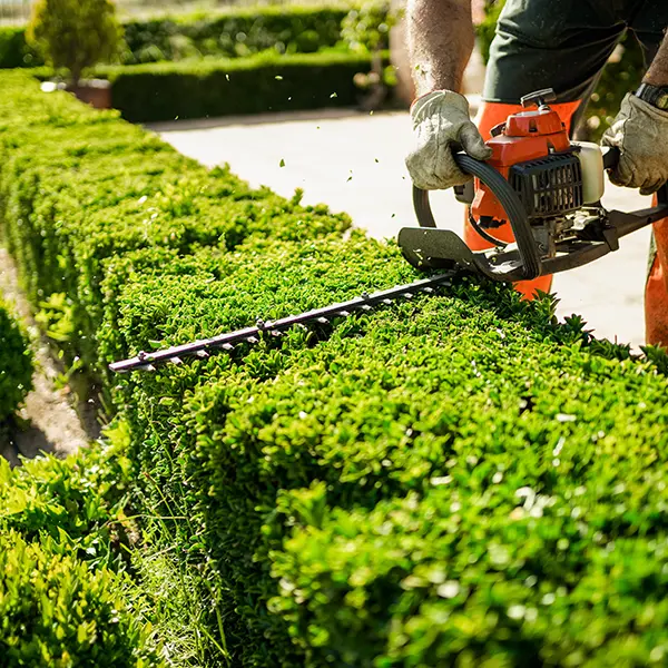 Professional Hedge Care Services