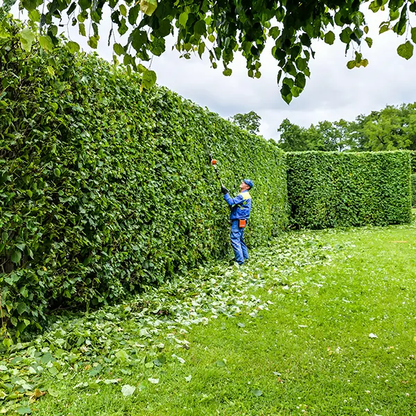 Hedge Maintenance