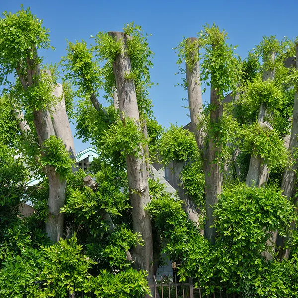 About Tree Pollarding