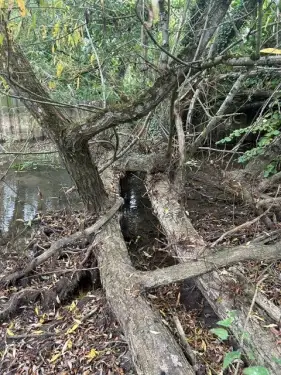 Click Here To Enlarge This Photo Of Willow Tree Removal From Stream In Kidlington, Oxfordshire