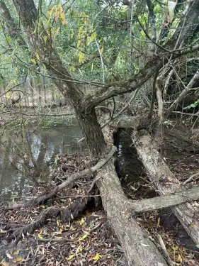 Click Here To Enlarge This Photo Of Willow Tree Removal From Stream In Kidlington, Oxfordshire