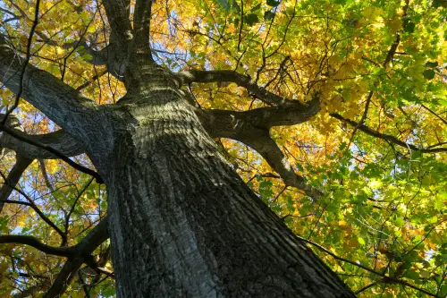 Click Here To Enlarge This Photo Of Understanding Tree Preservation Orders&colon; What Oxford Homeowners Need To Know