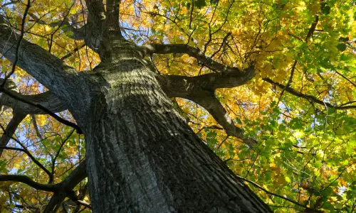 Photo of Understanding Tree Preservation Orders&colon; What Oxford Homeowners Need To Know