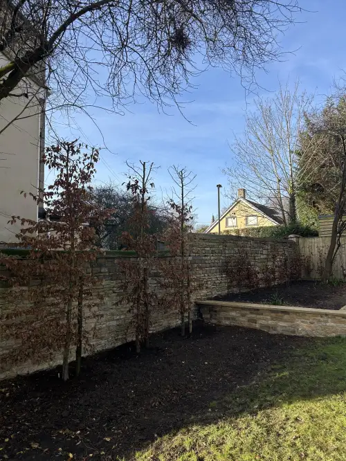 Click Here To Enlarge This Photo Of Conifer Removal & Hedge Planting