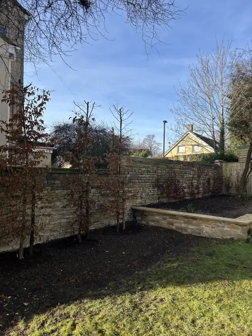 Click Here To Enlarge This Photo Of Conifer Removal & Hedge Planting