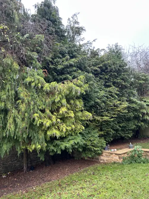 Click Here To Enlarge This Photo Of Conifer Removal & Hedge Planting