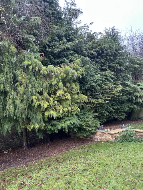 Click Here To Enlarge This Photo Of Conifer Removal & Hedge Planting