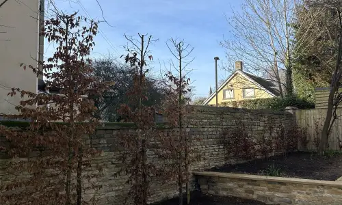 Photo of Conifer Removal & Hedge Planting