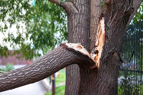 Click Here To Enlarge This Photo Of How Storm Damage Affects Trees & When To Call A Tree Surgeon
