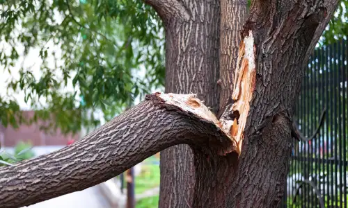 Photo of How Storm Damage Affects Trees & When To Call A Tree Surgeon