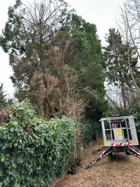 Click Here To Enlarge This Photo Of Conifer Tree Removal In Brize Norton&comma; Oxfordshire
