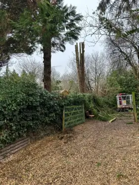 Click Here To Enlarge This Photo Of Conifer Tree Removal In Brize Norton&comma; Oxfordshire