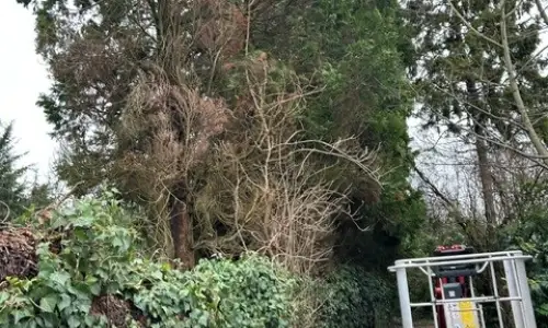 Photo of Conifer Tree Removal In Brize Norton&comma; Oxfordshire