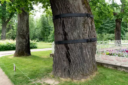 Click Here To Enlarge This Photo Of Cable Bracing &ndash; Can It Save A Structurally Weak Tree&quest;