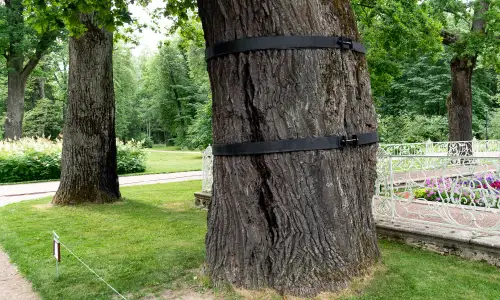 Photo of Cable Bracing &ndash; Can It Save A Structurally Weak Tree&quest;