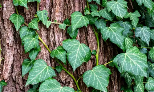 Photo of Is Ivy On A Tree Actually Harmful&quest;