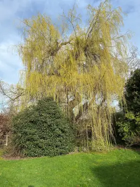 Click Here To Enlarge This Photo Of Willow Pollarding in Kidlington&comma; Oxfordshire
