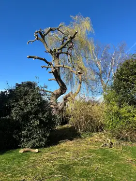 Click Here To Enlarge This Photo Of Willow Pollarding in Kidlington&comma; Oxfordshire