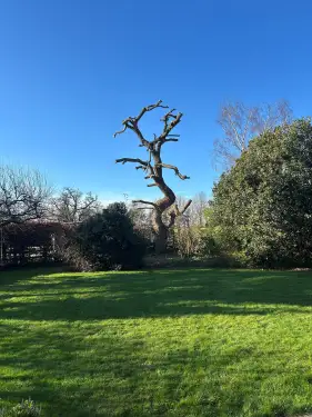 Click Here To Enlarge This Photo Of Willow Pollarding in Kidlington&comma; Oxfordshire