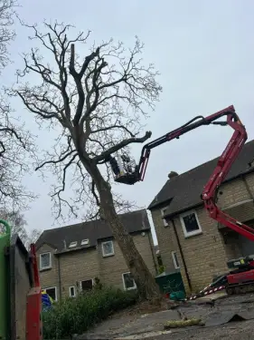Click Here To Enlarge This Photo Of Tree Dismantling