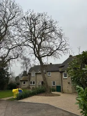 Click Here To Enlarge This Photo Of Tree Dismantling