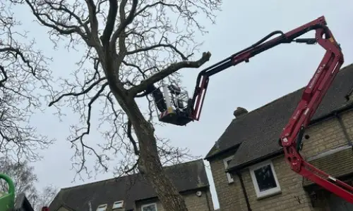 Photo of Tree Dismantling