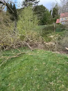 Click Here To Enlarge This Photo Of Fallen Ash Tree Removal