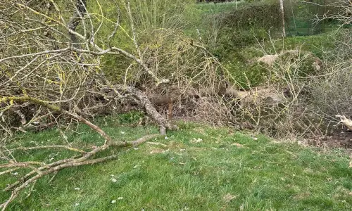 Photo of Fallen Ash Tree Removal