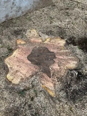 Click Here To Enlarge This Photo Of Stump Grinding & Tree Replanting