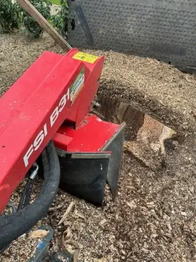 Click Here To Enlarge This Photo Of Stump Grinding & Tree Replanting