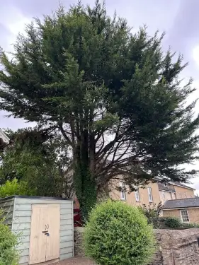 Click Here To Enlarge This Photo Of Conifer Removal In Bicester, Oxfordshire