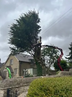 Click Here To Enlarge This Photo Of Conifer Removal In Bicester, Oxfordshire