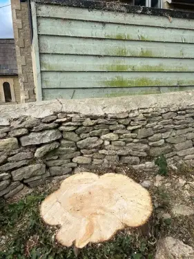 Click Here To Enlarge This Photo Of Conifer Removal In Bicester, Oxfordshire