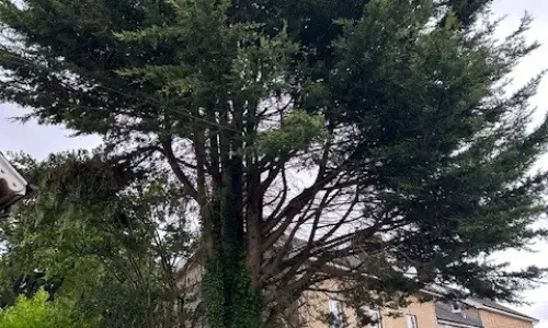 Photo of Conifer Removal In Bicester, Oxfordshire