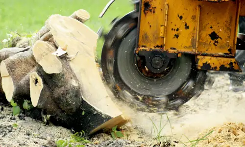 Photo of Stump Grinding In Oxford