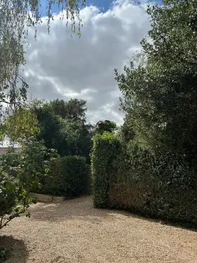 Click Here To Enlarge This Photo Of Sycamore Tree Dismantled In Oxford