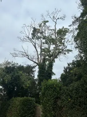 Click Here To Enlarge This Photo Of Sycamore Tree Dismantled In Oxford