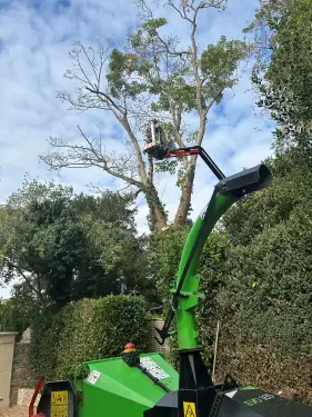 Click Here To Enlarge This Photo Of Sycamore Tree Dismantled In Oxford