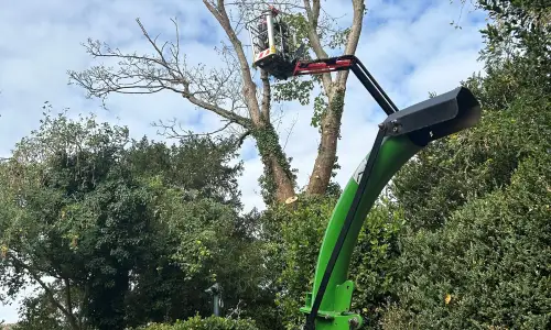 Photo of Sycamore Tree Dismantled In Oxford