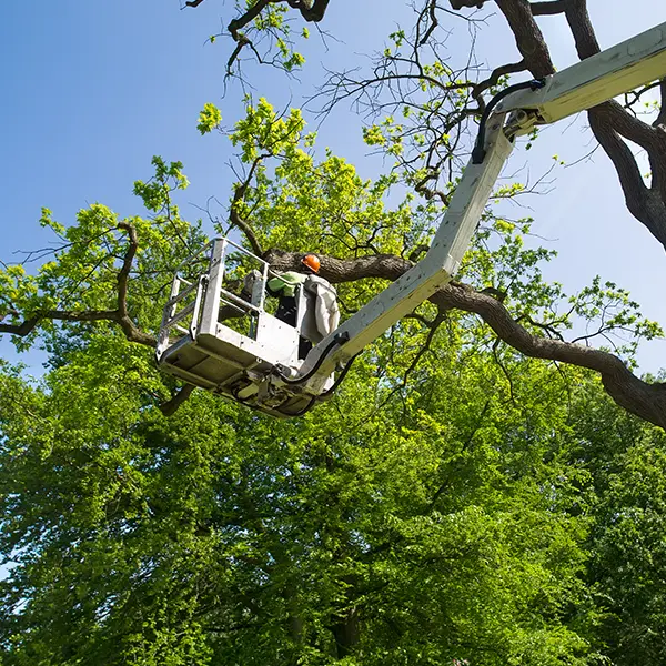 Professional Pruning Services