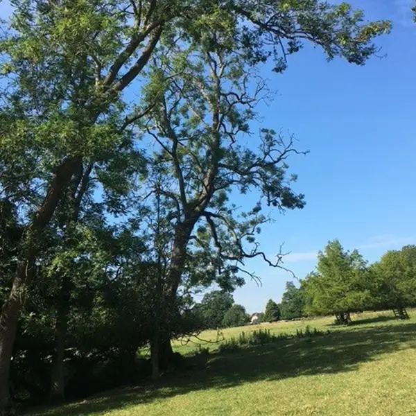 Professional Tree Care Services
