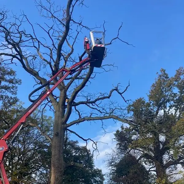 Tree Maintenance