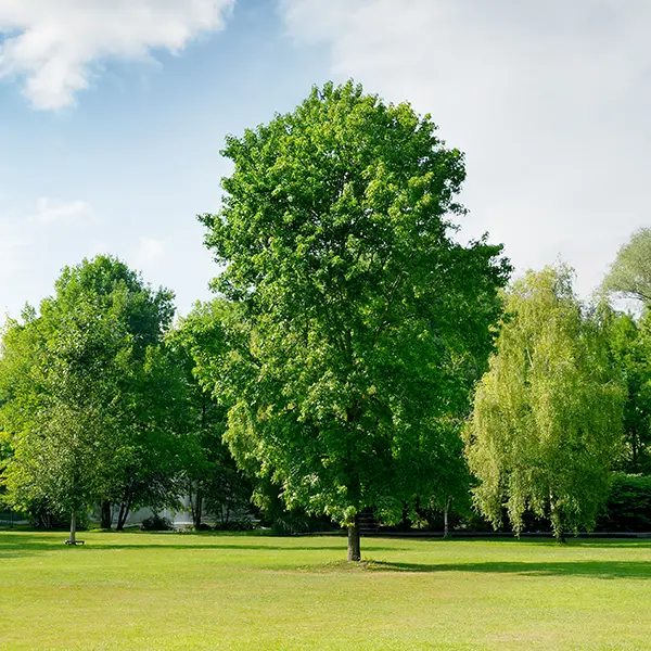 About Tree Shaping…